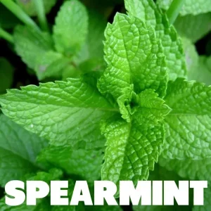 Epuff Concentrate - Spearmint 10 ml.